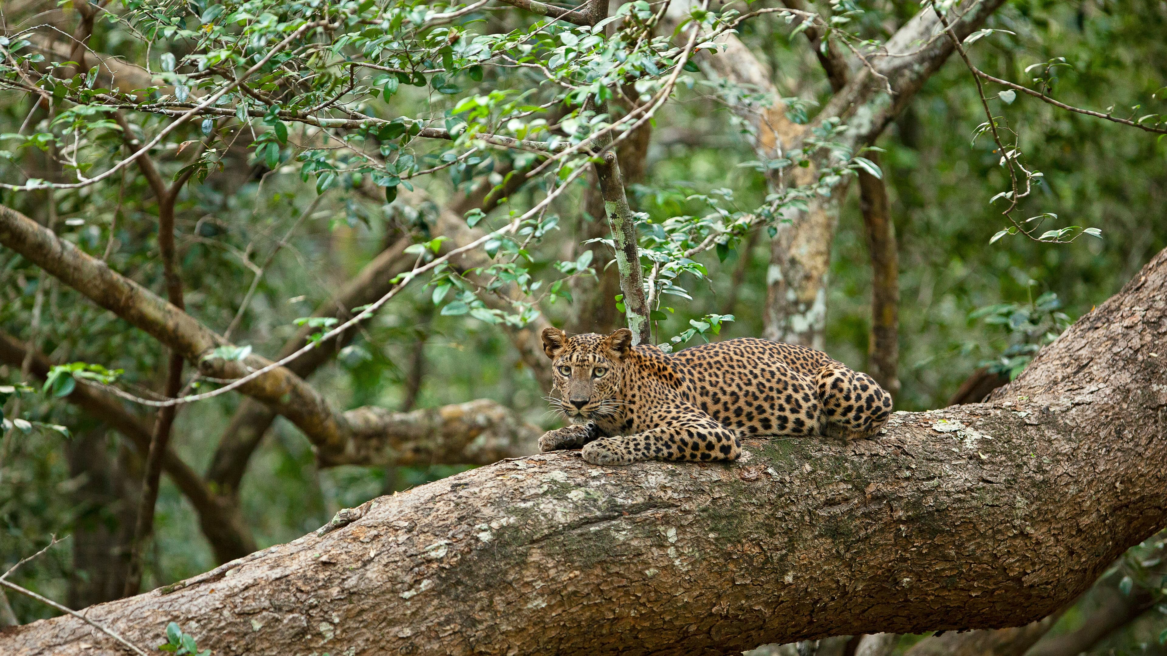 Sri Lankan wild-life